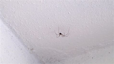 脾气不好 天花板有蜘蛛